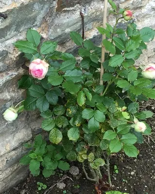 Jardin de l'établissement Le Manoir de Bénédicte B&B