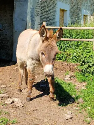Animaux dans la maison de vacances ou à proximité