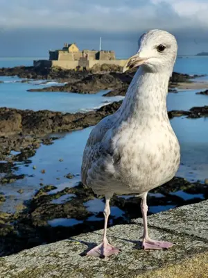 Animaux dans la maison de vacances ou à proximité