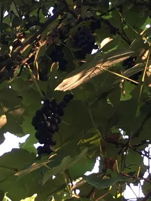 Plan de l'établissement La Ferme Des Vignes