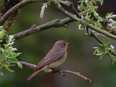 Animaux dans la maison de vacances ou à proximité