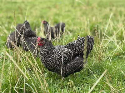 Animaux dans l'appartement ou à proximité