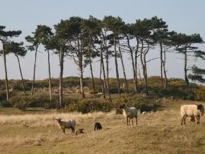 Animaux dans la maison de vacances ou à proximité