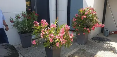 Plan de l'établissement Appart bord de mer