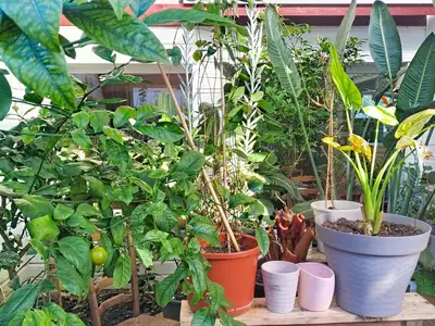 Jardin de l'établissement Holiday Home Le Paradis des Fleurs by Interhome