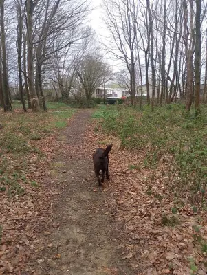 Animal ou animaux domestique(s) séjournant avec des clients dans l'établissement Location mobil home