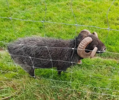 Animaux dans le camping ou à proximité