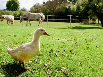 Animaux dans la maison de vacances ou à proximité