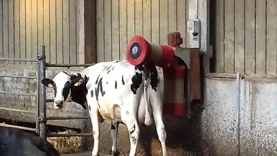 Animaux dans le B&B/chambre d'hôtes ou à proximité