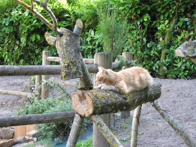 Animal ou animaux domestique(s) séjournant avec des clients dans l'établissement L'Ecurie chambre d'hôtes