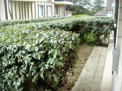 Jardin de l'établissement Appartement charmant à Cabourg avec piscine partagée (24 m²)