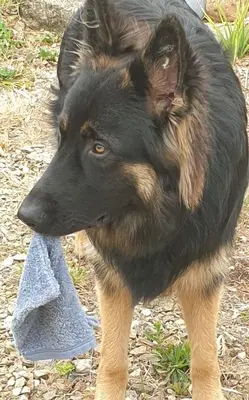 Animal ou animaux domestique(s) séjournant avec des clients dans l'établissement Gîte d'Anne et Ulysse