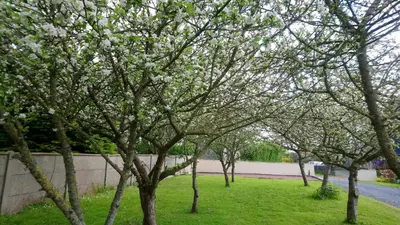 Jardin de l'établissement Gite Le Patelot