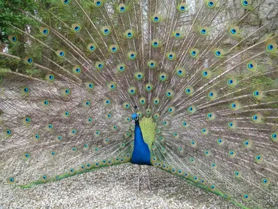 Animaux dans le B&B/chambre d'hôtes ou à proximité