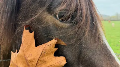 Animaux dans l'hôtel ou à proximité