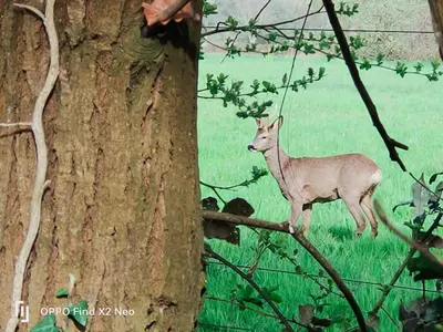 Animaux dans la maison d'hôtes ou à proximité