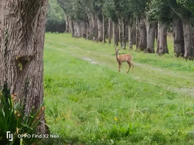 Animaux dans la maison d'hôtes ou à proximité