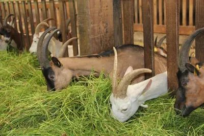 Animaux dans la ferme ou à proximité
