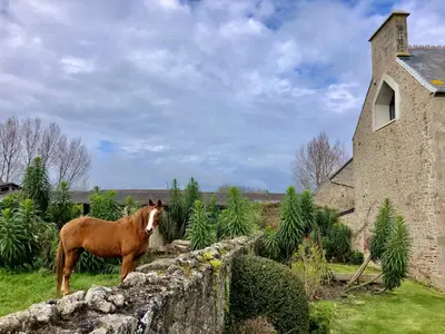 Animaux dans le B&B/chambre d'hôtes ou à proximité