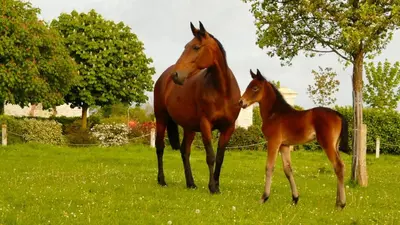 Animaux dans la maison de vacances ou à proximité