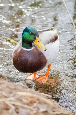 Animaux dans le B&B/chambre d'hôtes ou à proximité