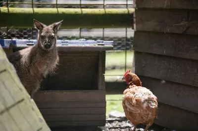Animaux dans le camping ou à proximité
