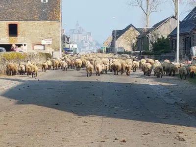 Animaux dans la maison de vacances ou à proximité