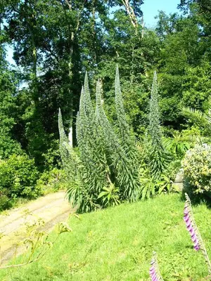 Jardin de l'établissement Gîte La Bertichère