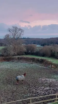 Animaux dans le B&B/chambre d'hôtes ou à proximité