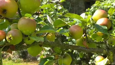 Plan de l'établissement Gite Rouge and la Ferme Blanche
