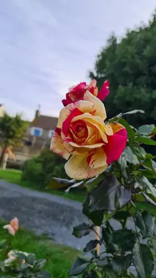 Jardin de l'établissement lesroses1680