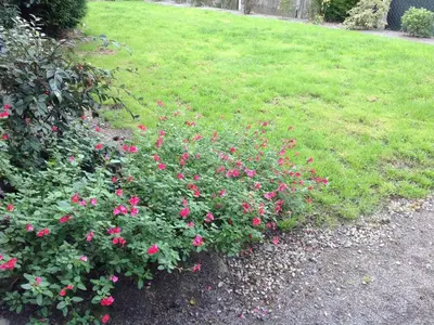 Jardin de l'établissement Séjour littéraire en Suisse Normande avec WIFI - FR-1-497-93
