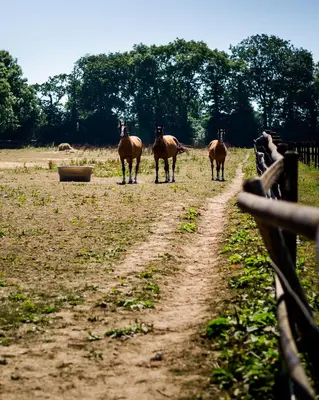 Animaux dans la maison d'hôtes ou à proximité
