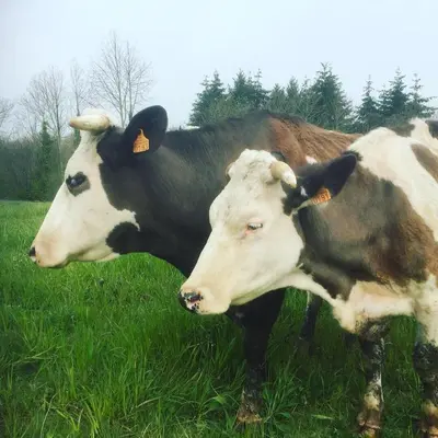 Animaux dans la maison de vacances ou à proximité