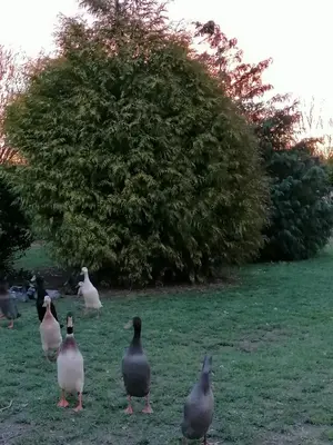 Animaux dans la maison d'hôtes ou à proximité