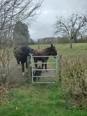 Animaux dans le B&B/chambre d'hôtes ou à proximité