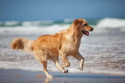 Animal ou animaux domestique(s) séjournant avec des clients dans l'établissement Charmant 2 pièces à 500 m des plages et du centre