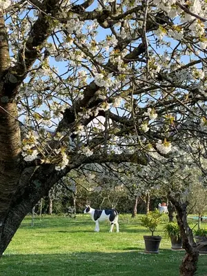 Jardin de l'établissement VILLA CATHY