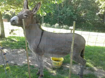 Animaux dans le B&B/chambre d'hôtes ou à proximité