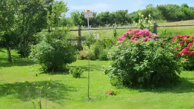 Jardin de l'établissement Studio charmant à Vierville-sur-Mer - 30m² avec jardin