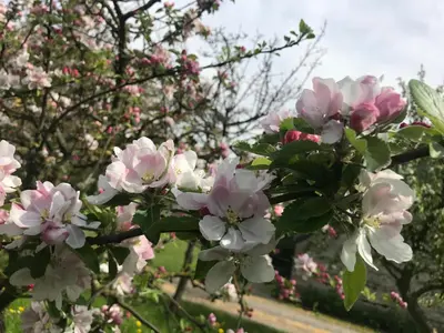Jardin de l'établissement NORMANDIA du lieu foison