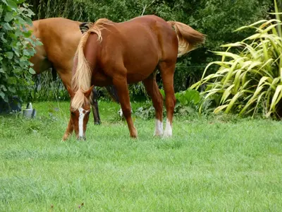 Animaux dans le B&B/chambre d'hôtes ou à proximité