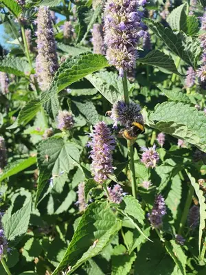 Jardin de l'établissement Graine de Rêves