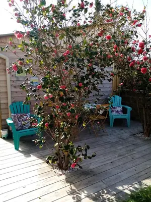 Jardin de l'établissement O Douceurs Sucrées Cabourg