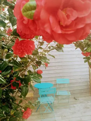 Jardin de l'établissement O Douceurs Sucrées Cabourg