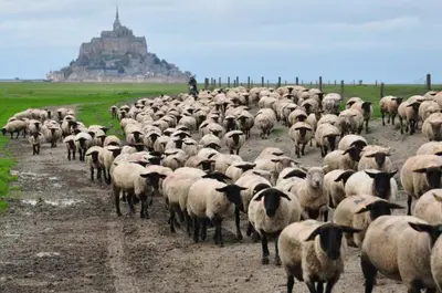 Animaux dans le B&B/chambre d'hôtes ou à proximité