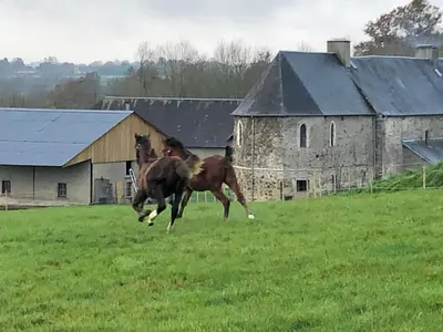 Animaux dans le B&B/chambre d'hôtes ou à proximité