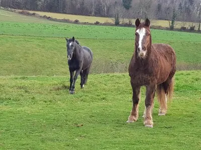 Animaux dans le B&B/chambre d'hôtes ou à proximité