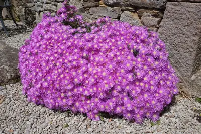 Jardin de l'établissement Au fil de l'eau