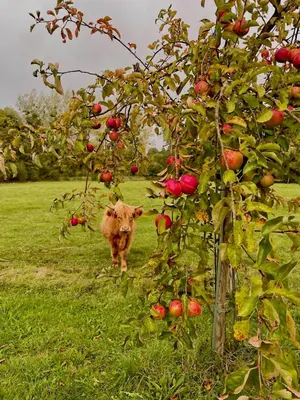 Jardin de l'établissement Les 2 gites des Chambres de Capucine